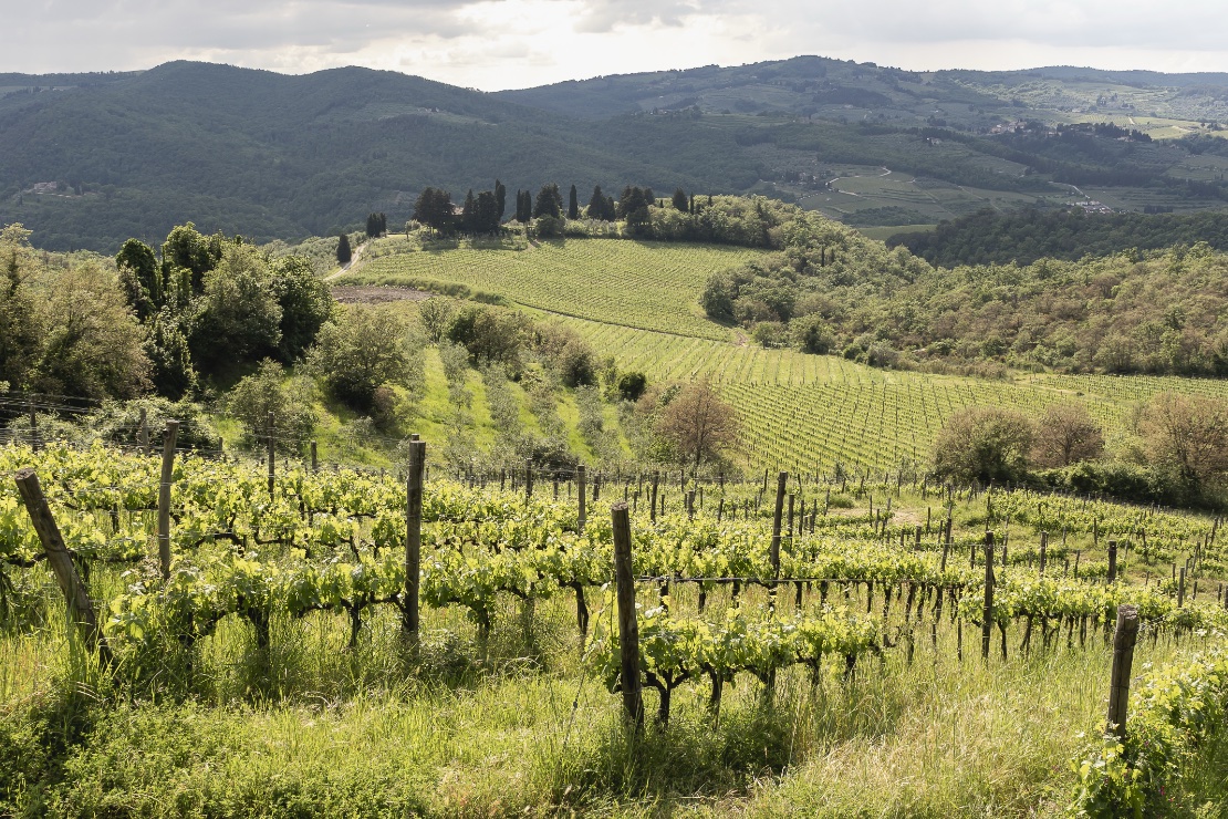 Vigneto Ruffoli a Greve